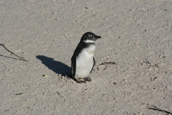 África do Sul pinguins — Fotografia de Stock