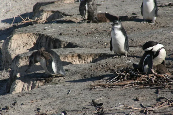 Afrique du Sud pingouins — Photo