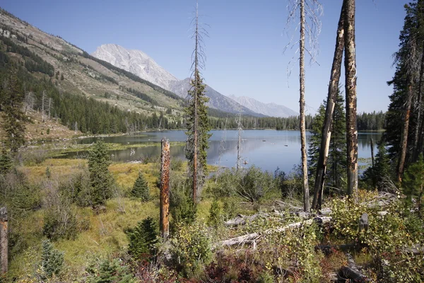 Yellowstone Grand Tetons — Stockfoto