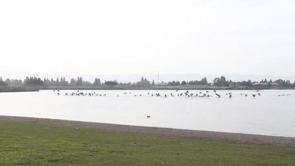 Aves que desembarcan en estanque — Vídeo de stock
