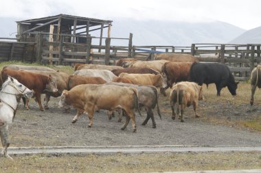 Patagonya 'da Şili Gauchoları