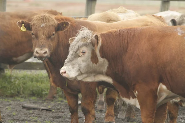 Chileense Gauchos in patagonië — Stockfoto