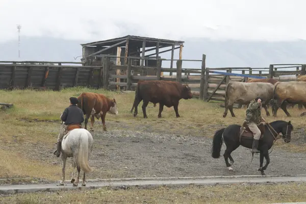 Чилійський гаучос у Патагонії — стокове фото