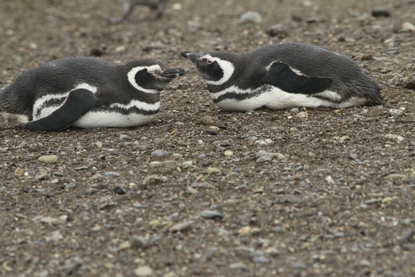 Пингвины в Патагонии — стоковое фото