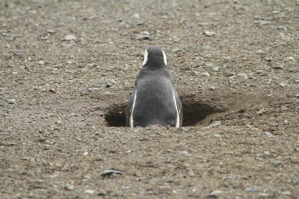 Pingüinos en Patagonia — Foto de Stock