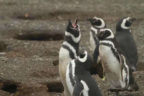 Penguins in Patagonia — Stock Photo, Image