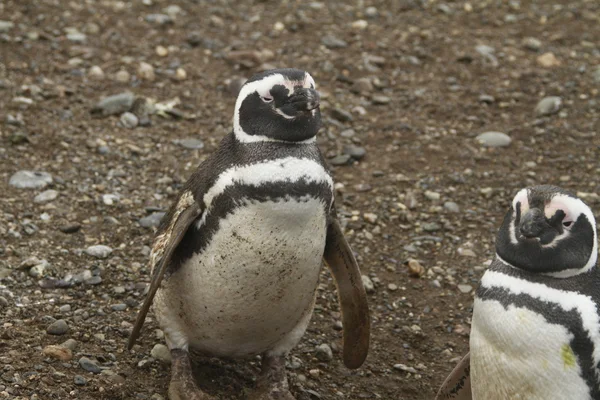 Pingüinos en Patagonia — Foto de Stock