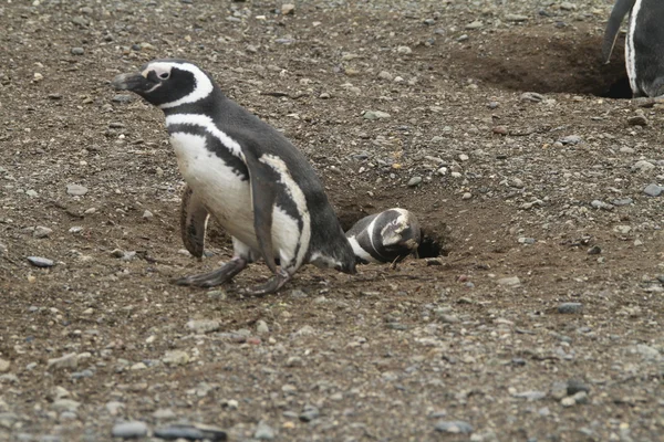 Pingvinek-Patagonia — Stock Fotó