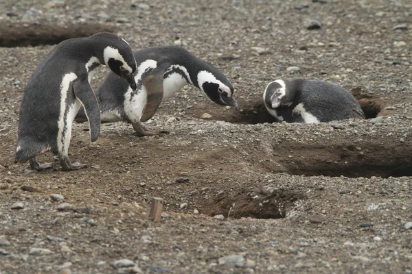 Pinguïns in Patagonië — Stockfoto