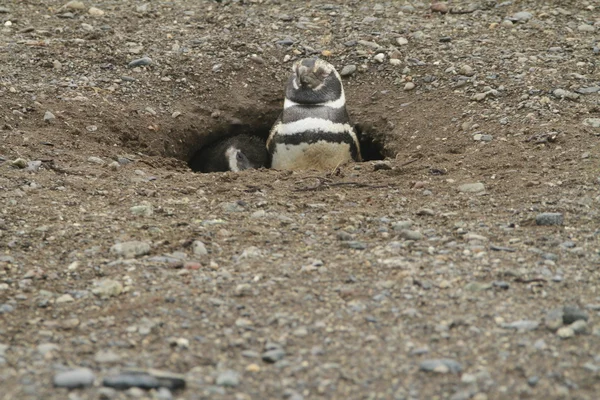 Pingüinos en Patagonia — Foto de Stock