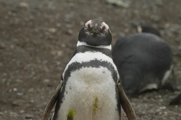 Pingüinos en Patagonia — Foto de Stock