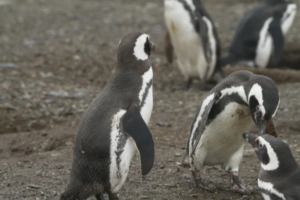 Penguins in Patagonia — Stock Photo, Image