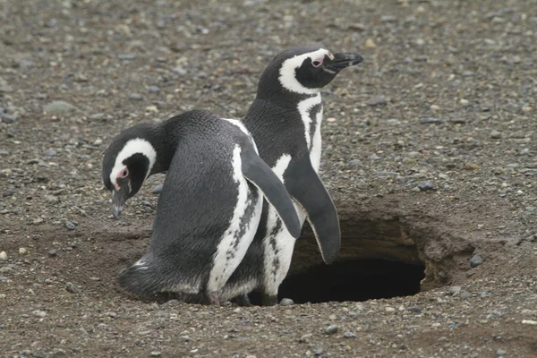 Pingüinos en Patagonia —  Fotos de Stock