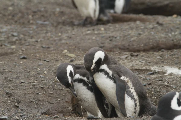 Pingouins en Patagonie — Photo