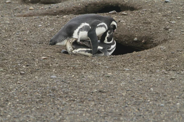 Pingviner i Patagonien — Stockfoto