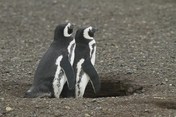 Пингвины в Патагонии — стоковое фото