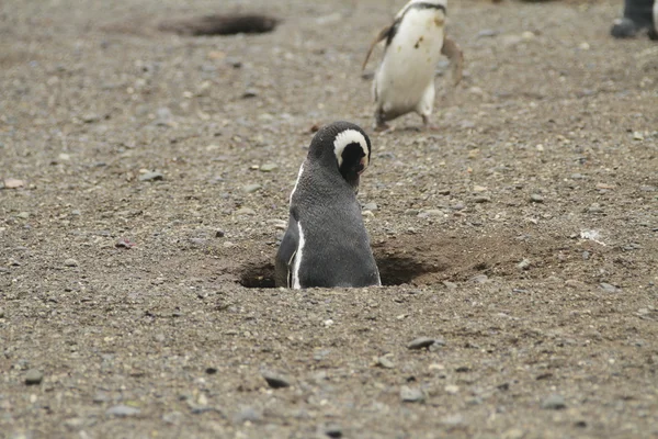 Pingüinos en Patagonia —  Fotos de Stock