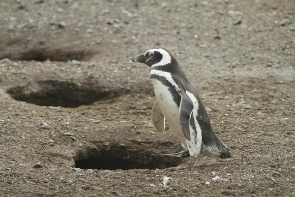 企鹅在巴塔哥尼亚 — 图库照片