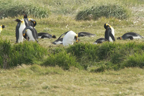 Parque Pinguino Rey - King Penguin park en Tierra del fuego — Foto de Stock