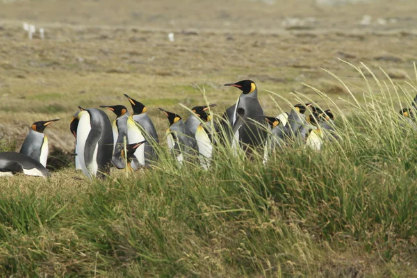 Parque Pinguino Rey - király pingvin park a Tierra del fuego — Stock Fotó