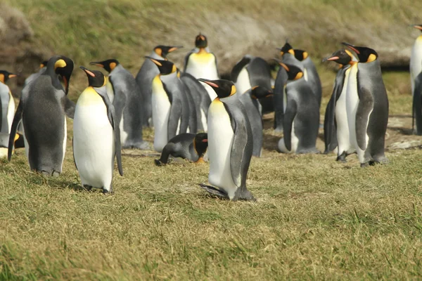 Parque Pinguino Rey - King Penguin park en Tierra del fuego — Foto de Stock