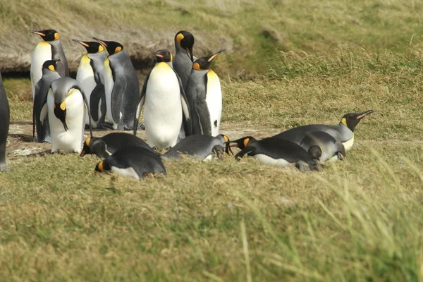 公园 pinguino rey-国王企鹅公园火地岛上 — 图库照片