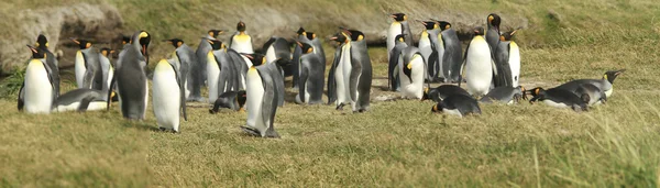 Parque tučňák rey - král tučňákem park na tierra del fuego — Stock fotografie