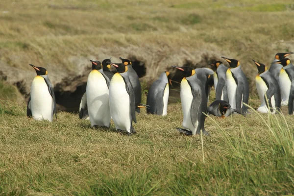 Parque tučňák rey - král tučňákem park na tierra del fuego — Stock fotografie