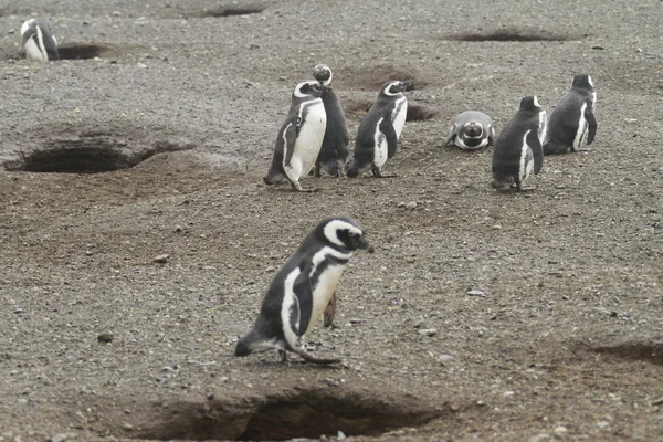企鹅在巴塔哥尼亚 — 图库照片