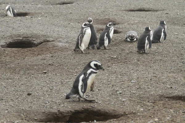 Pinguins em Patagônia — Fotografia de Stock