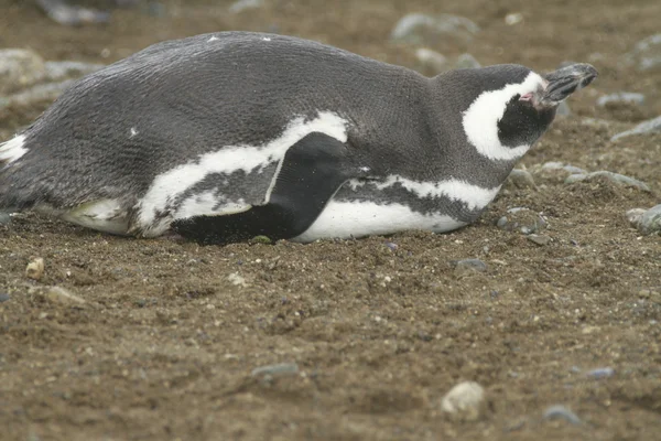 Pingüinos en Patagonia — Foto de Stock