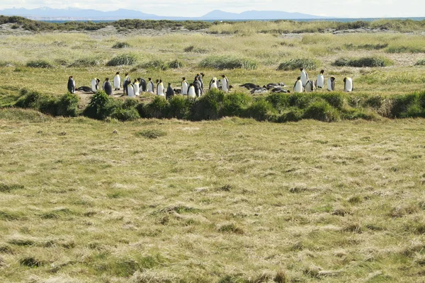 Parque pinguino rey - Kral penguen park tierra del fuego üzerinde — Stok fotoğraf