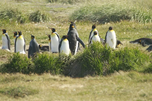 Parque tučňák rey - král tučňákem park na tierra del fuego — Stock fotografie