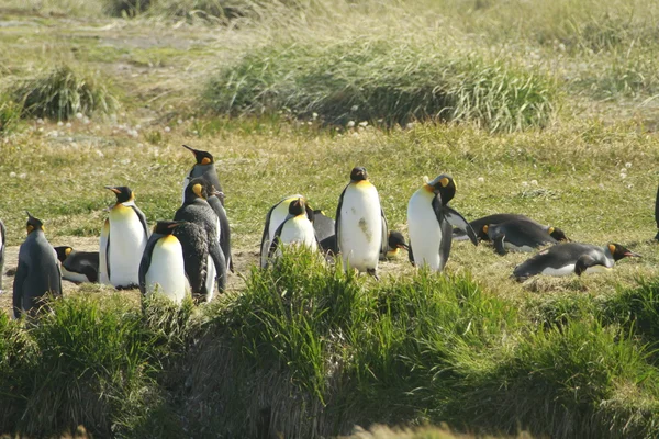 Parque pinguino rey - koning pinguïn park op tierra del fuego — Stockfoto