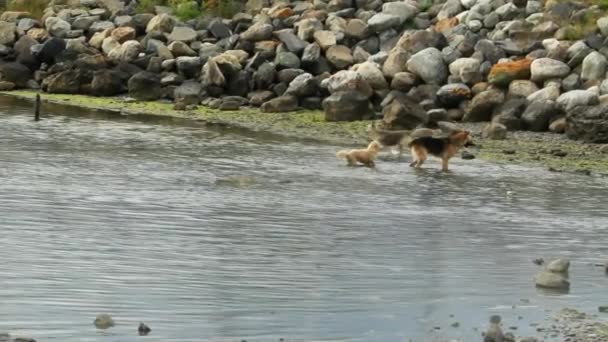 Dog retrieving stick — Stock Video