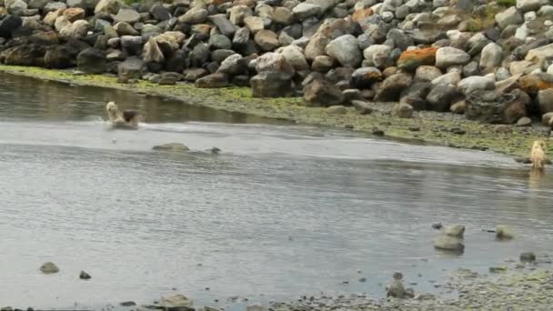 Dog retrieving stick — Stock Video