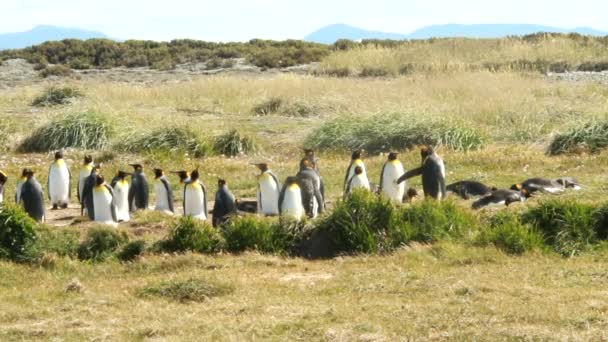Pingviner i Patagonien — Stockvideo