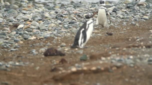 Pinguins da patagônia — Vídeo de Stock
