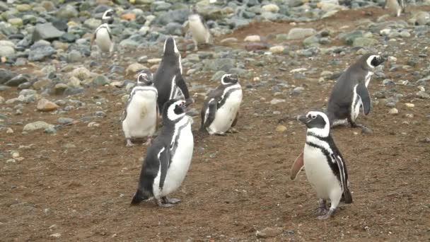 Pinguins da patagônia — Vídeo de Stock