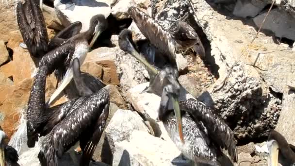 Дикая природа на острове Дамас — стоковое видео
