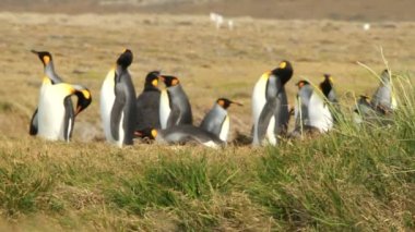Petagonya penguenler