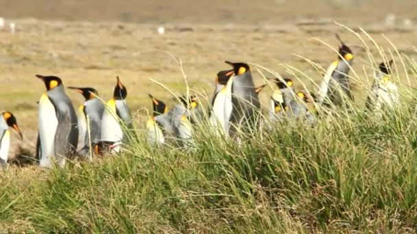 Pingüinos en Patagonia — Vídeos de Stock