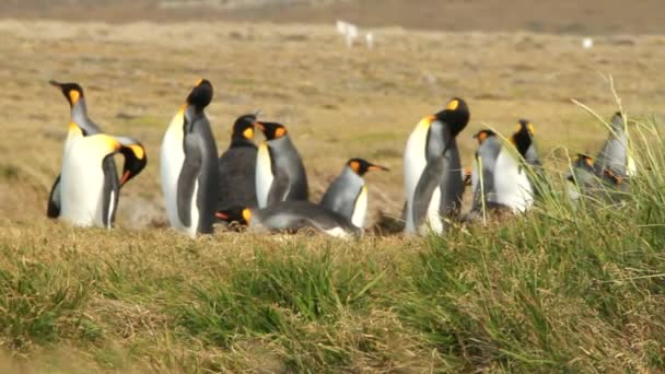 Pinguïns in Patagonië — Stockvideo