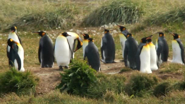 Pinguins em Patagônia — Vídeo de Stock