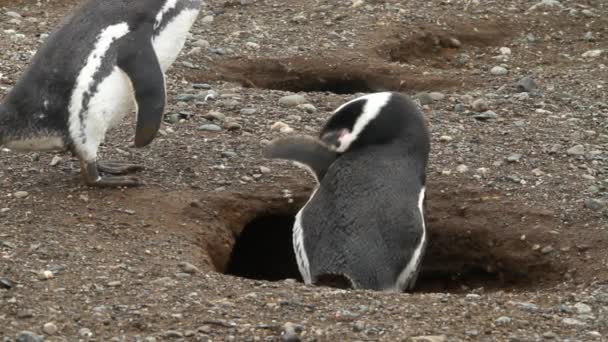 Pingviner i Patagonien — Stockvideo