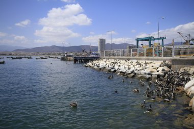 Harbour at Coquimbo Chilehar clipart
