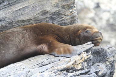 La Serena Şili yakınlarındaki Damas Adası