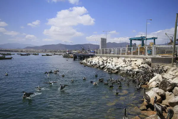 Puerto en Coquimbo Chilehar — Foto de Stock