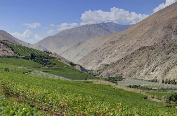 Elqui valley — Stock Photo, Image