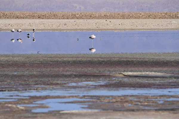 Flamengos v rezervaci flamenco v Salar de Atacama — Stock fotografie